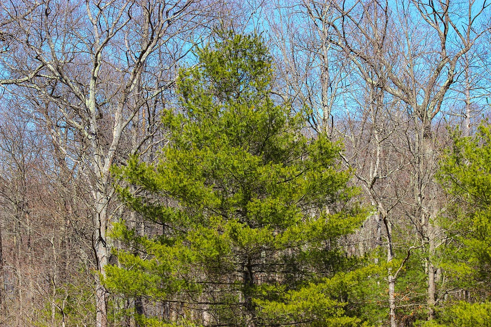 Pin, Vert, Des Forêts, Arbre, Nature, Bois, Automne