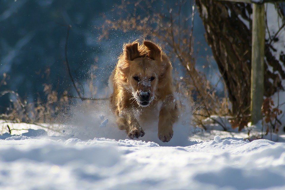 Chien, Hiver, La Neige, Nature, Des Animaux, Amusement