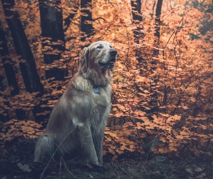 Top 10 des idées pour un week-end insolite avec son chien